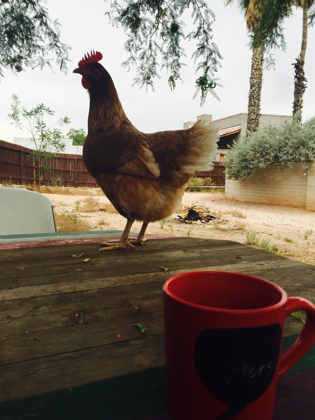 Readers show their chickens